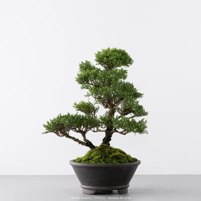 紀州真柏｜TPA5528