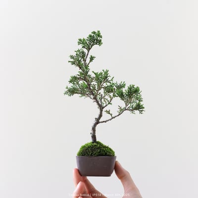 系魚川真柏｜IP5145