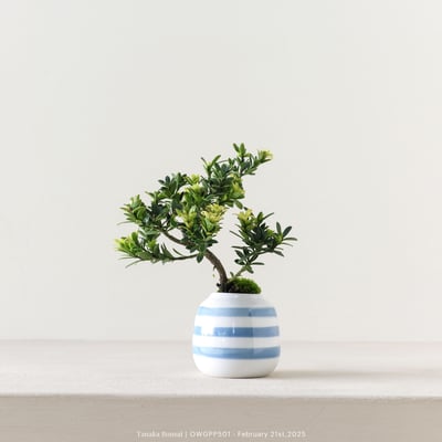 【官網限定】綠鑽羅漢松｜OWGPP5016