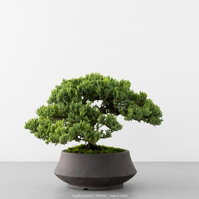 珍珠柏｜SPD5524