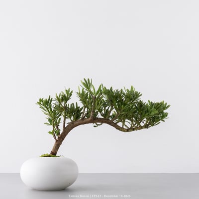 滿天星羅漢松｜FP5277