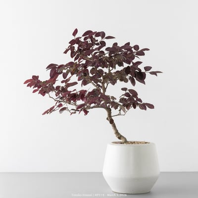 紅花繼木｜HP5194