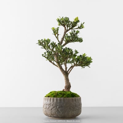 綠鑽羅漢松｜GPP5136