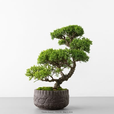 紀州真柏｜TPA5786