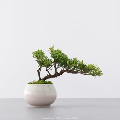 紀州真柏｜TPA5371