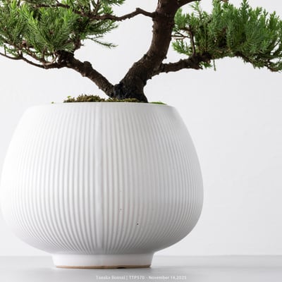 台灣真柏｜TTP5709