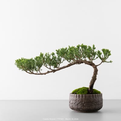 臺灣真柏｜TTP5835