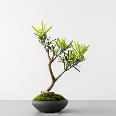 虎斑羅漢松｜FP5347