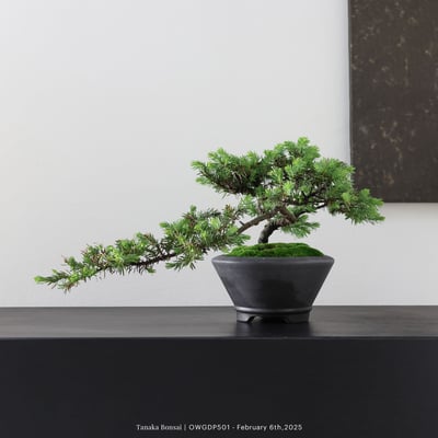 【官網限定】黃金杜松｜OWGDP5016