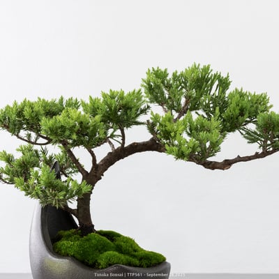 台灣真柏｜TTP5617