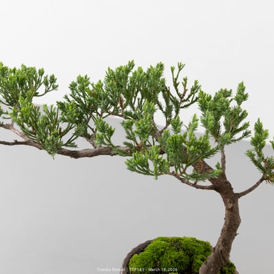 臺灣真柏｜TTP5833