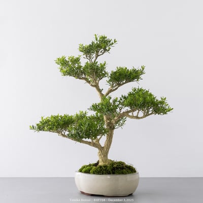 雀舌黃楊｜BHP7085