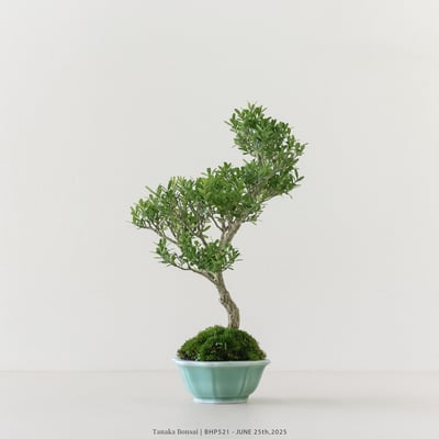 雀舌黃楊｜BHP5214