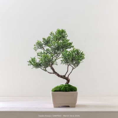 【官網限定】系魚川真柏｜OWIP5011