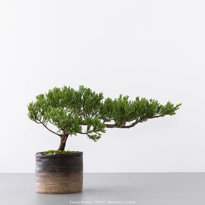 台灣真柏｜TTP5716