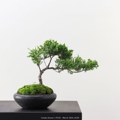 系魚川真柏｜IP5163