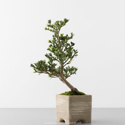 綠鑽羅漢松｜GPP5147