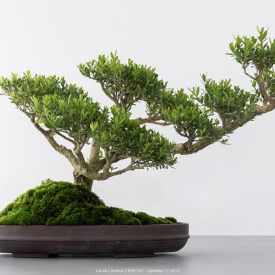 雀舌黃楊｜BHP7072