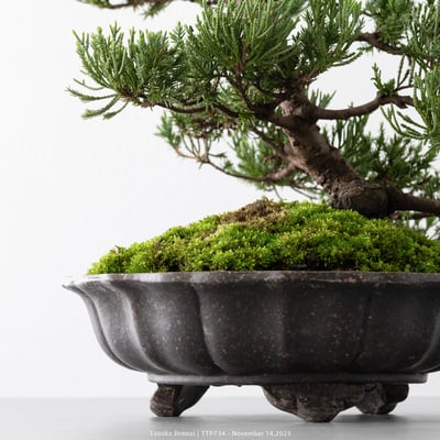 台灣真柏｜TTP7349