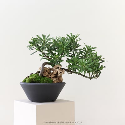 晶鑽羅漢松｜FP5181