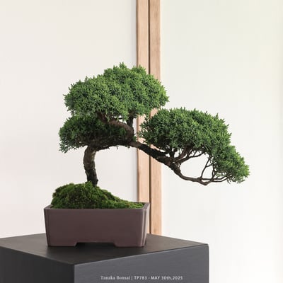 紀州真柏｜TP7835