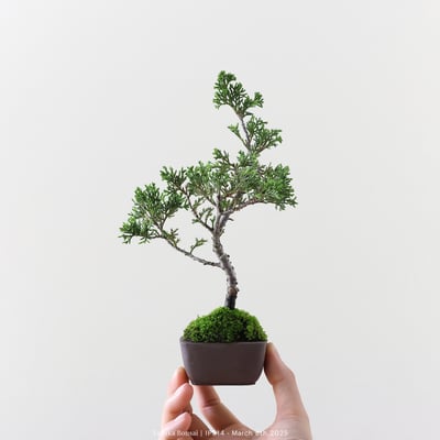 系魚川真柏｜IP5142