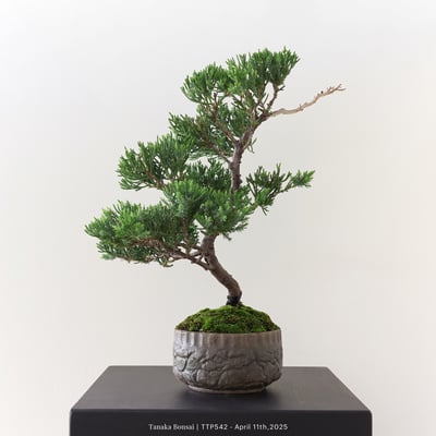 台灣真柏｜TTP5427