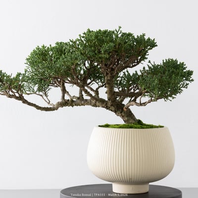 紀州真柏｜TPA5559