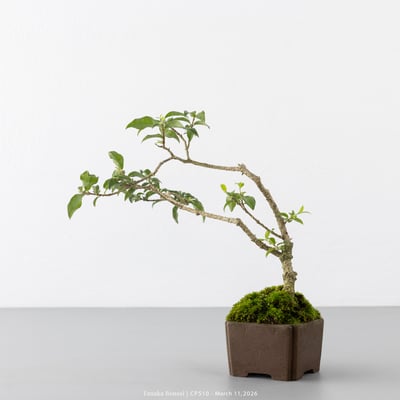 李氏櫻桃｜CP5106