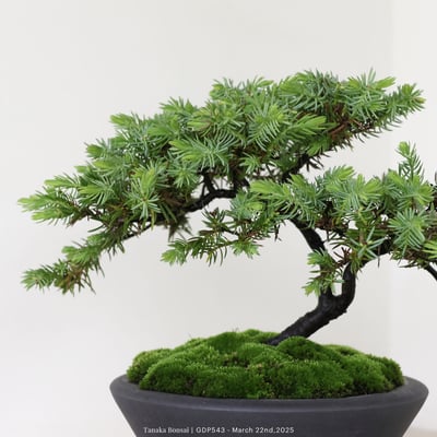 黃金杜松｜GDP5437