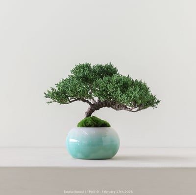 紀州真柏｜TPA5193