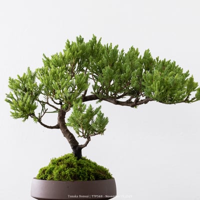 台灣真柏｜TTP5693