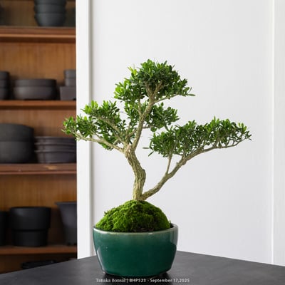 雀舌黃楊｜BHP5235