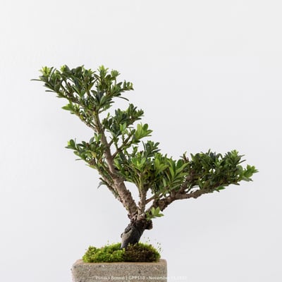 綠鑽羅漢松｜GPP5104