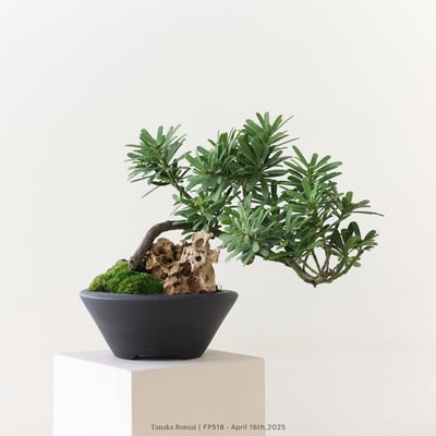 晶鑽羅漢松｜FP5182