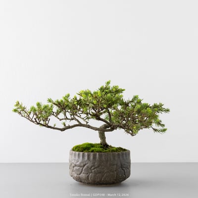 黃金杜松｜GDP5486