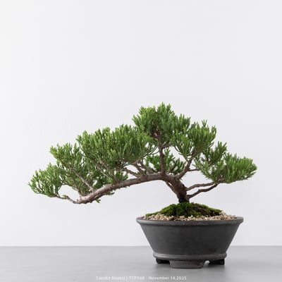 台灣真柏｜TTP5686