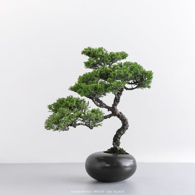 宮坂系魚川真柏｜MP5293