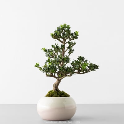 綠鑽羅漢松｜GPP5165