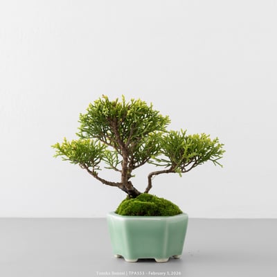 紀州真柏｜TPA5535