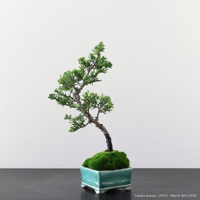 系魚川真柏｜IP5134