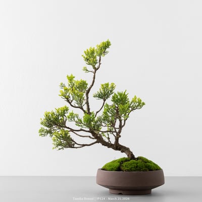 系魚川真柏｜IP5246