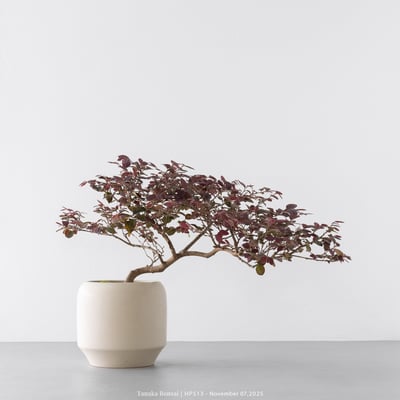 紅花繼木｜HP5136