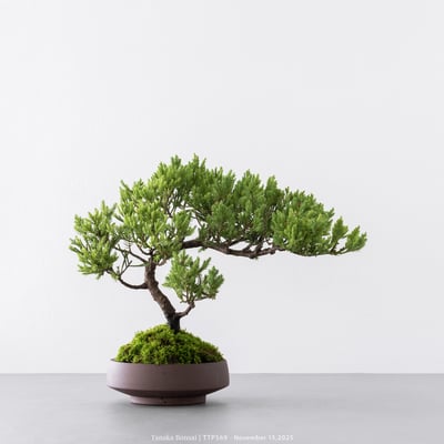 台灣真柏｜TTP5692