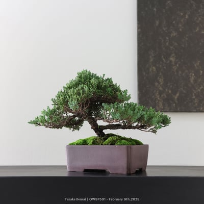 【官網限定】珍珠柏｜OWSP5016