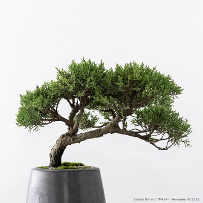 紀州真柏｜TPA54110