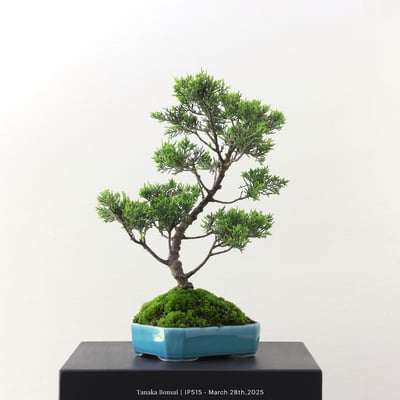 系魚川真柏｜IP5154