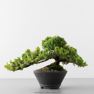 珍珠柏｜SPD5438