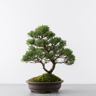 紀州真柏｜TP7867