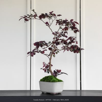 紅花繼木｜HP7043